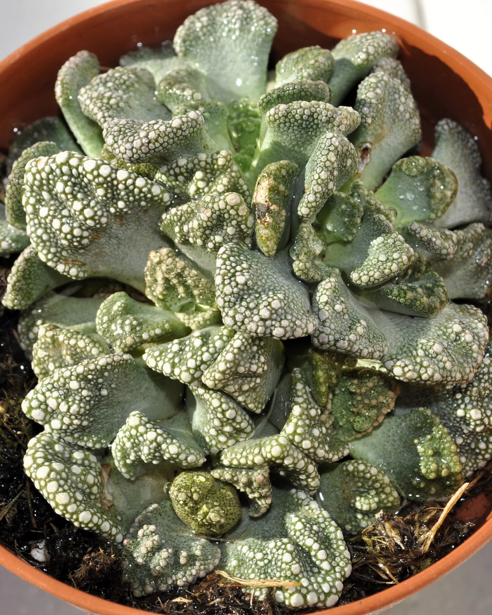 Titanopsis Calcarea M8.5; Hoja De Cemento, Planta Piedra; Curiosarium; Diámetro Maceta 8,5 Cm