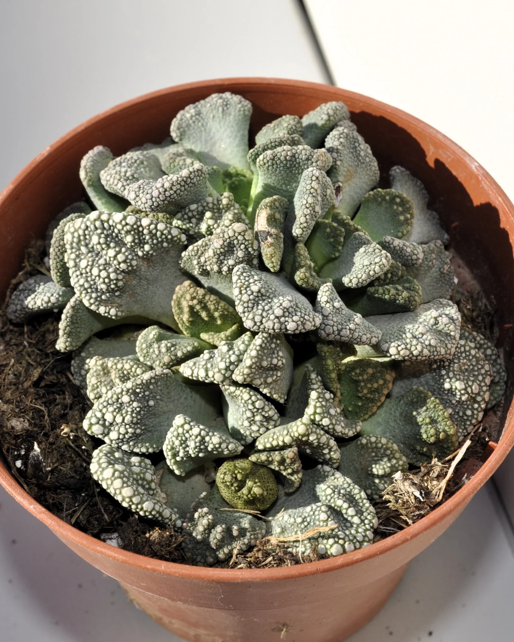 Titanopsis Calcarea M8.5; Hoja De Cemento, Planta Piedra; Curiosarium; Diámetro Maceta 8,5 Cm - Image 2