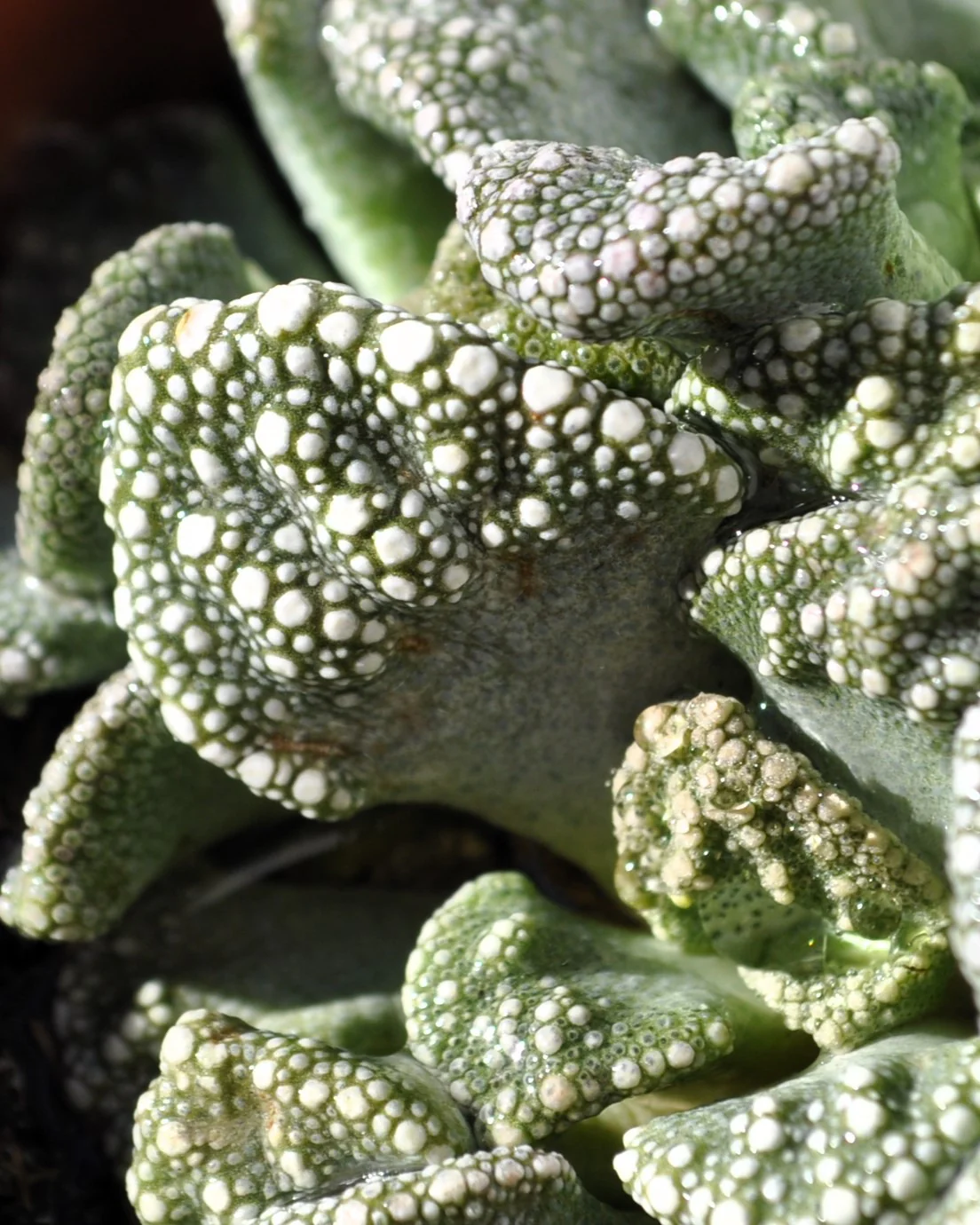 Titanopsis Calcarea M8.5; Hoja De Cemento, Planta Piedra; Curiosarium; Diámetro Maceta 8,5 Cm - Image 3