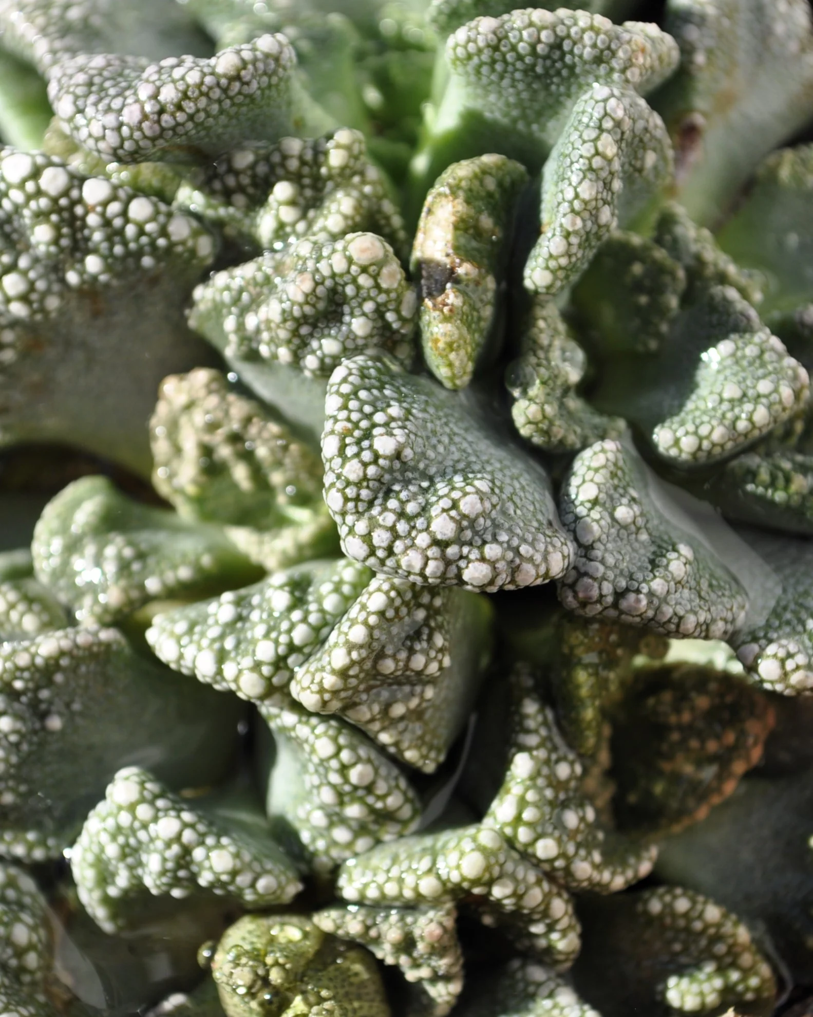Titanopsis Calcarea M8.5; Hoja De Cemento, Planta Piedra; Curiosarium; Diámetro Maceta 8,5 Cm - Image 4