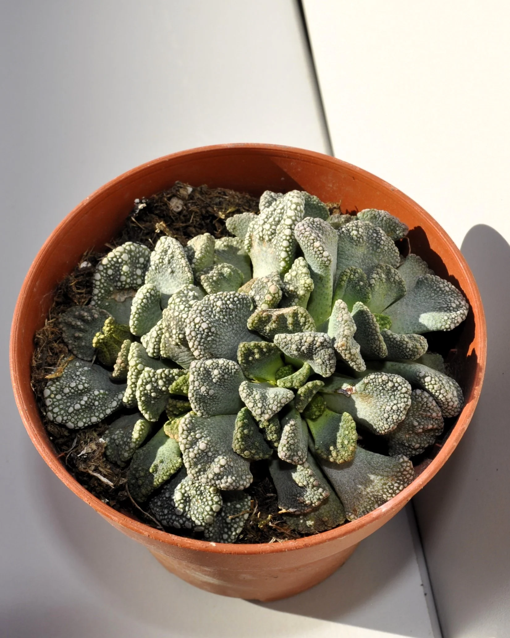 Titanopsis Calcarea M8.5; Hoja De Cemento, Planta Piedra; Curiosarium; Diámetro Maceta 8,5 Cm - Image 5