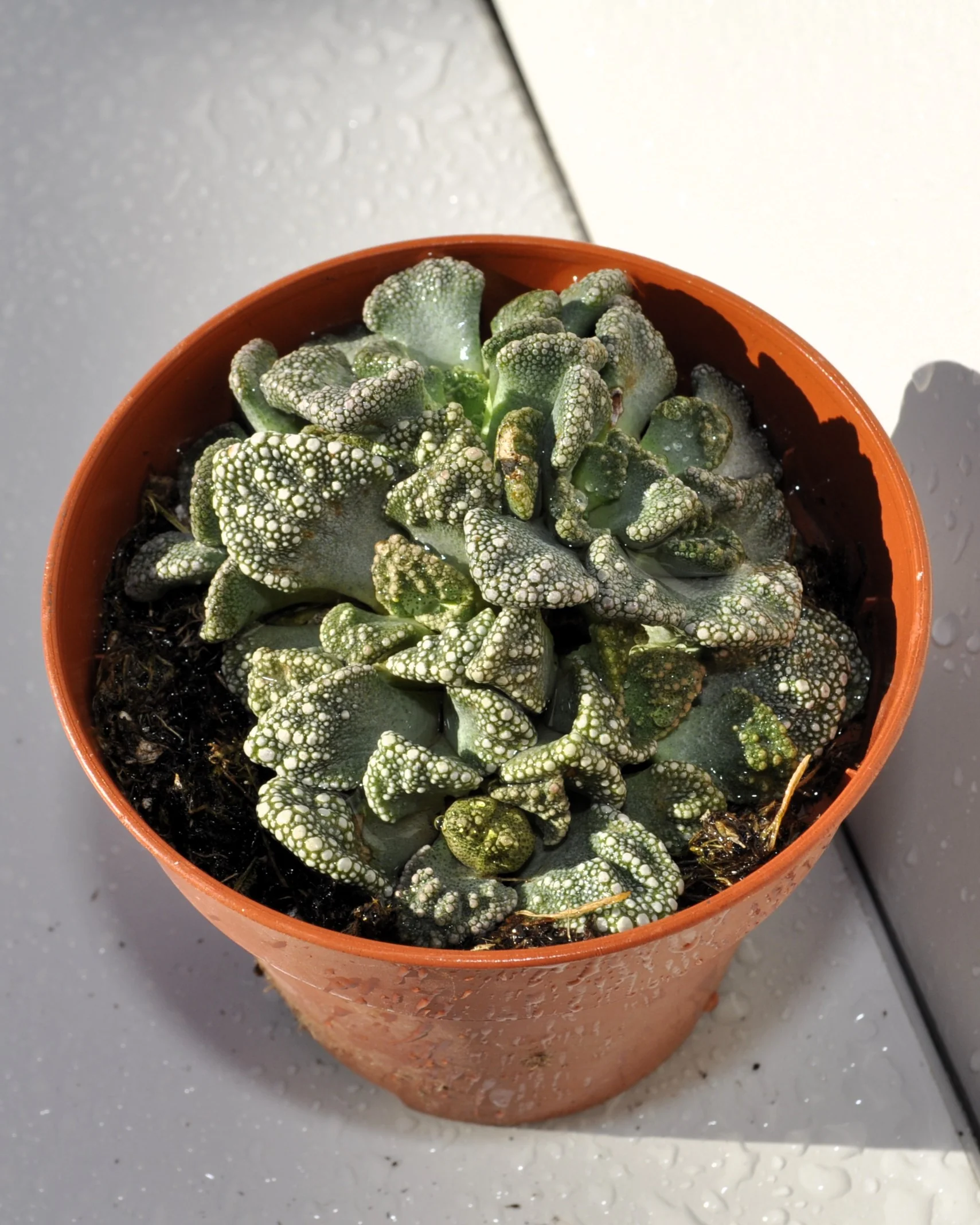 Titanopsis Calcarea M8.5; Hoja De Cemento, Planta Piedra; Curiosarium; Diámetro Maceta 8,5 Cm - Image 6