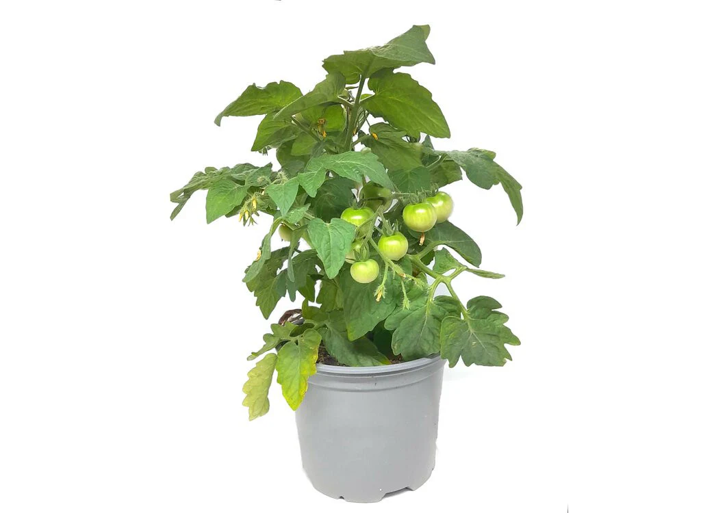 Tomate Cherry M14