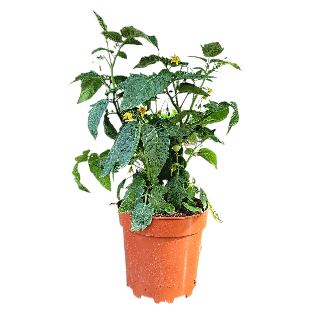 Tomate M17