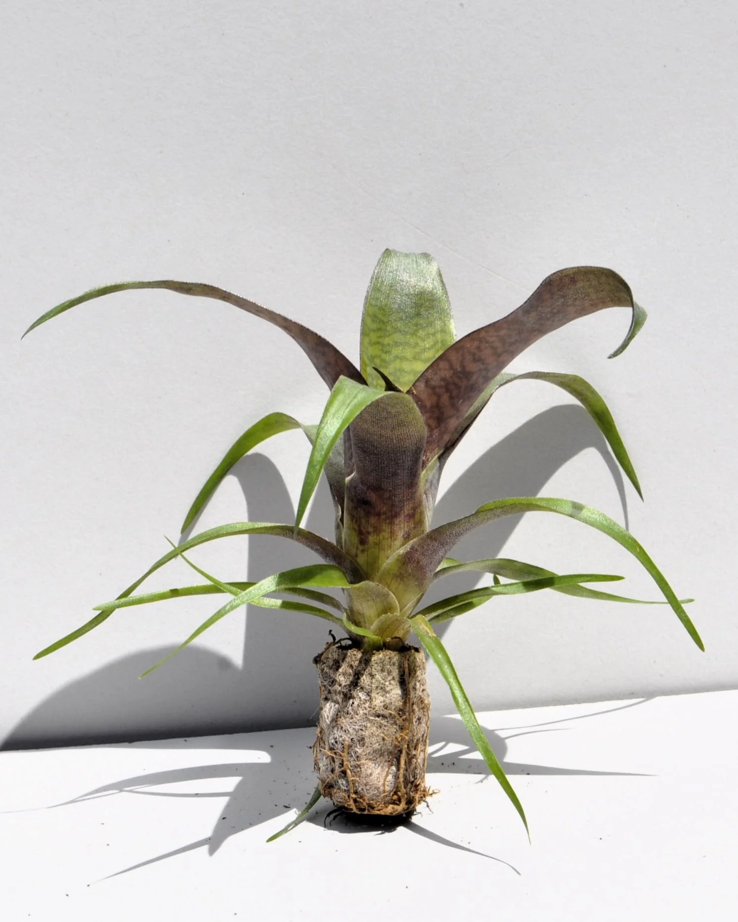 Vriesea 'Tropical Day' [mini]; bromelia tropical; Curiosarium; altura 10-12 cm, diámetro 12 cm, sin sustrato