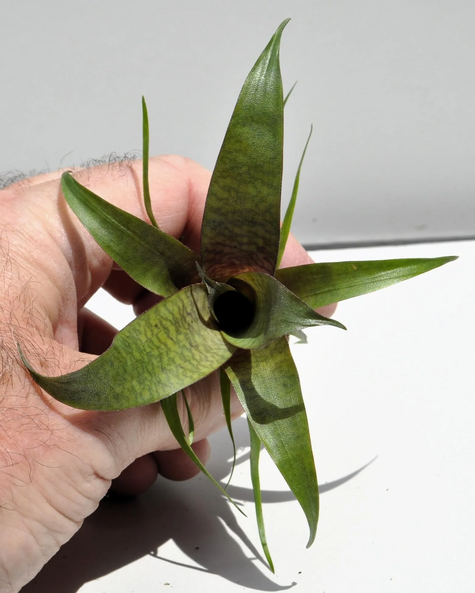 Vriesea 'Tropical Day' [mini]; bromelia tropical; Curiosarium; altura 10-12 cm, diámetro 12 cm, sin sustrato - Image 2