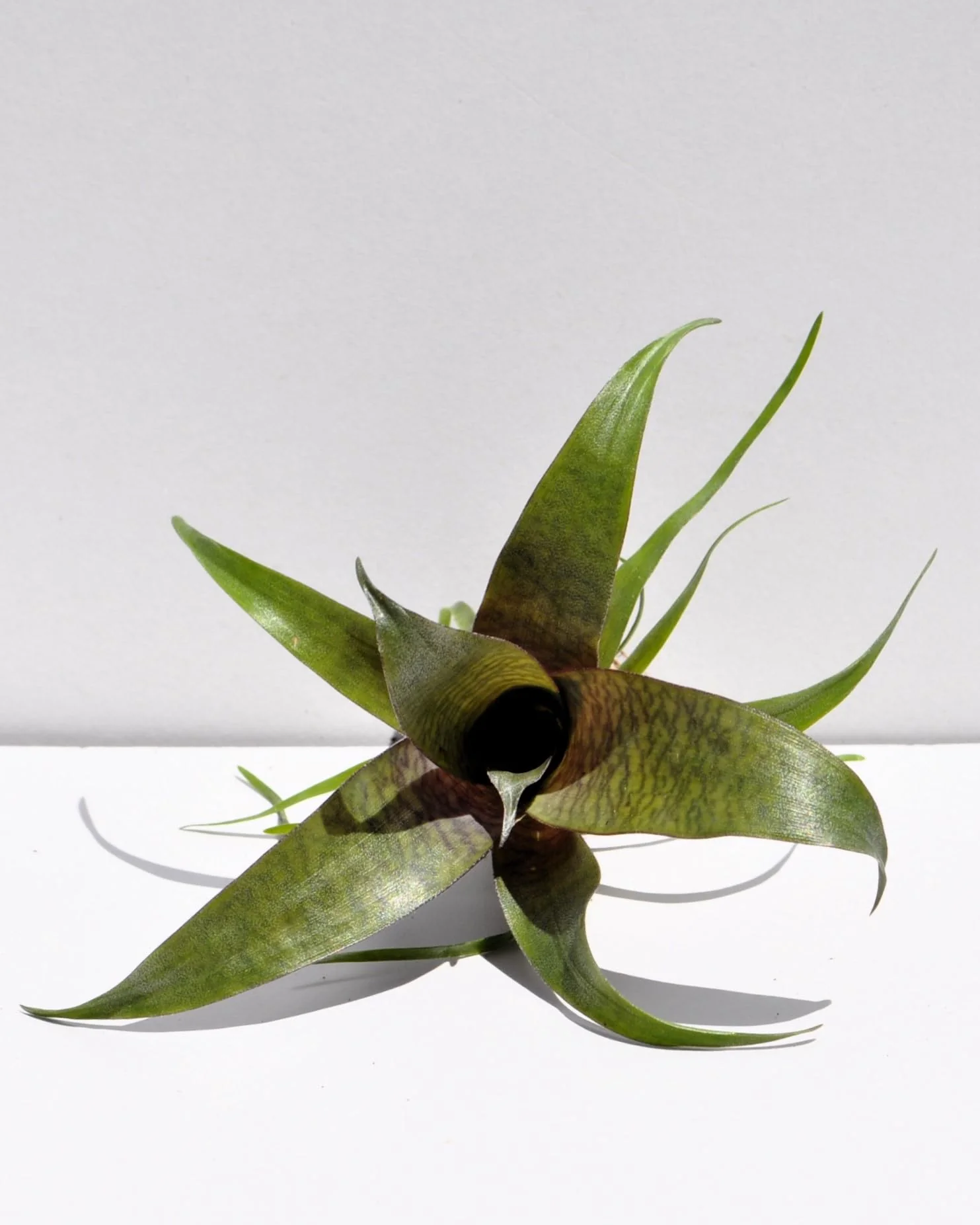 Vriesea 'Tropical Day' [mini]; bromelia tropical; Curiosarium; altura 10-12 cm, diámetro 12 cm, sin sustrato - Image 3