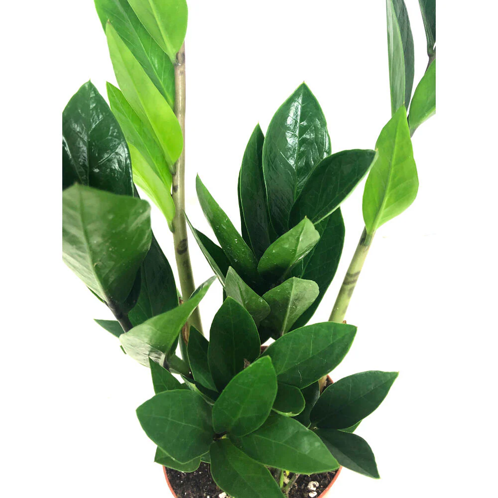 Zamioculca Zamiifolia M12 - Image 2