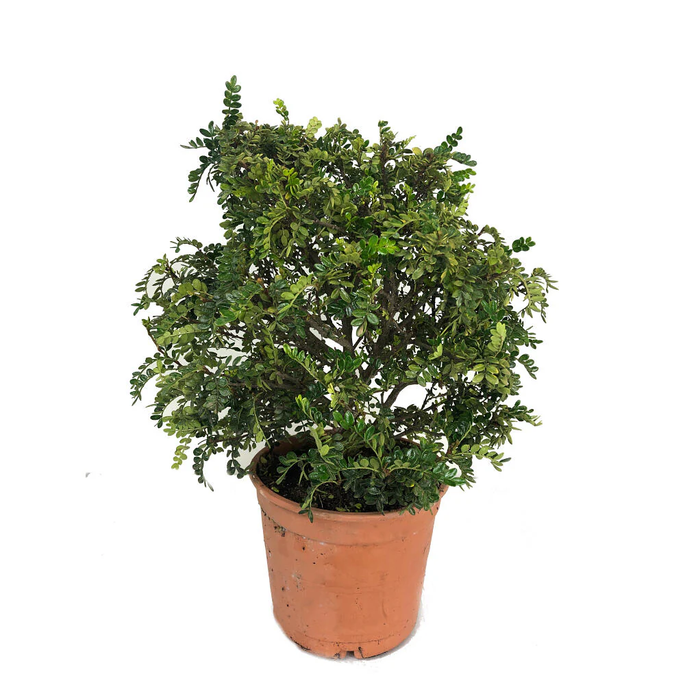 Zanthoxylum Odorum Bola M25 50cm